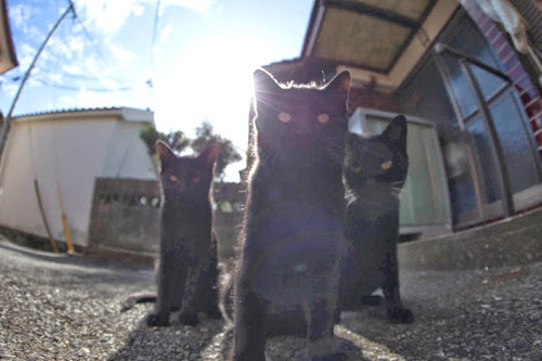 Kedi Adası | ete Kuran Kediler