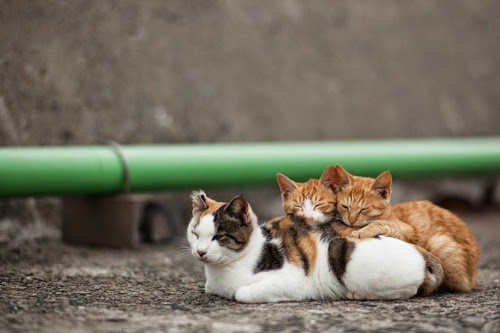Kedi Adası | Arkadaş Kediler