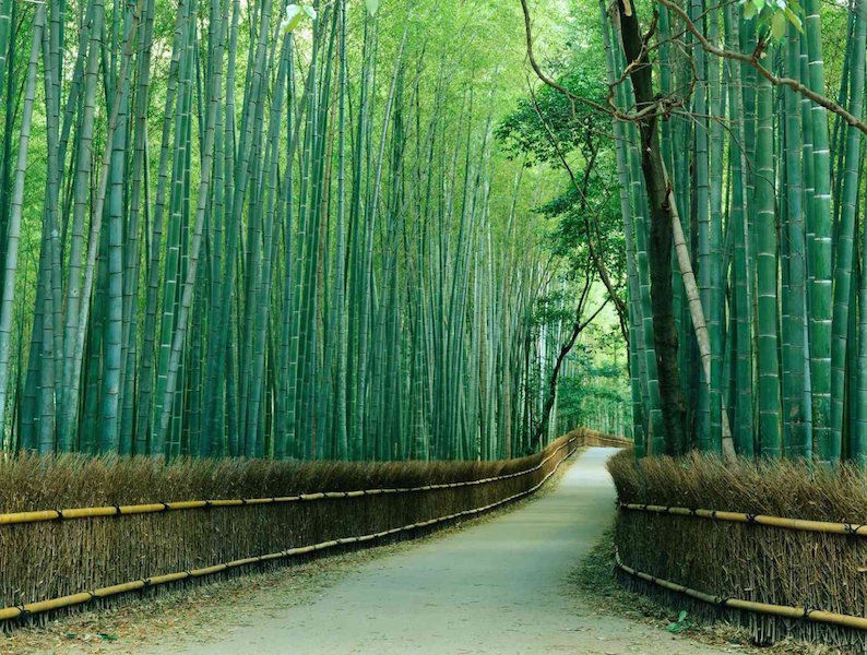 Japonya'daki Bambu Ormanı | Bambu Ormanı 1