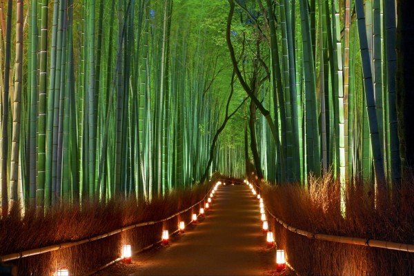 Japonya'daki Bambu Ormanı | Bambu Ormanı Işıklı