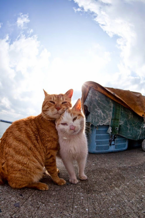 Kedi Adası | Masum Kediler