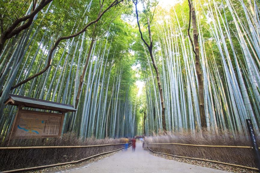 Japonya'daki Bambu Ormanı | Sagano Bambu Ormani Japonya