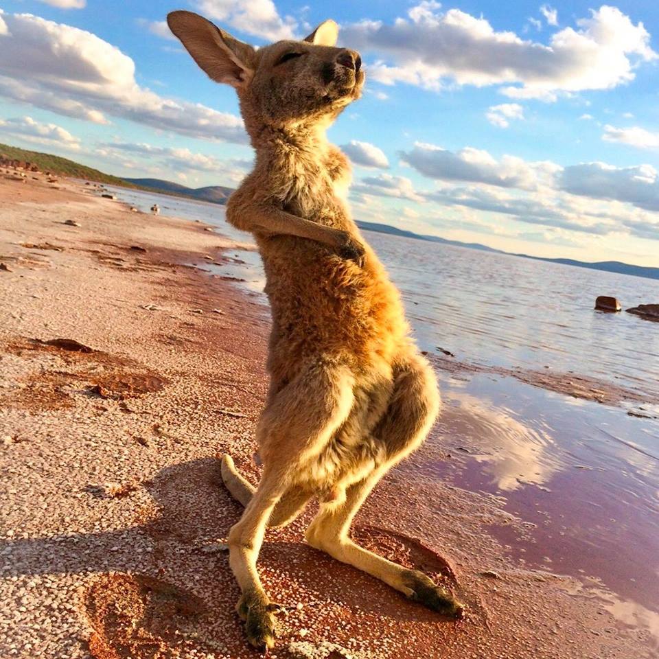 Güneşe Karşı Gerinen Kanguru Fotoğrafı | Güneşe Karşı Gerinen Kanguru
